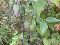 Aronia arbutifolia