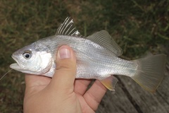 Bairdiella chrysoura