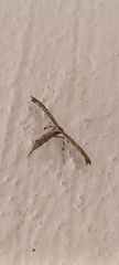 Anstenoptilia