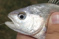 Bairdiella chrysoura