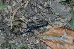 Plethodon cylindraceus