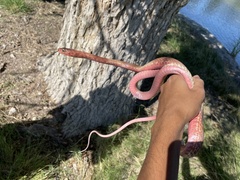 Masticophis flagellum testaceus