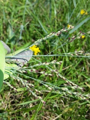Panicum amarum amarulum