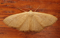 Idaea uniformis