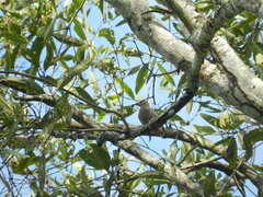 Melanerpes hoffmannii