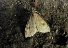 Udea profundalis