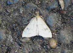Udea profundalis
