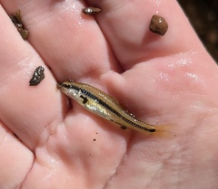 Notropis bifrenatus