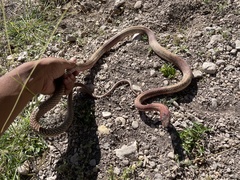 Masticophis flagellum testaceus