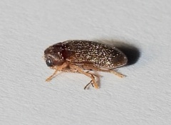 Ptilodactyla