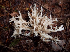 Clavulina coralloides