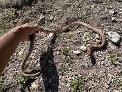 Masticophis flagellum testaceus