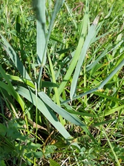 Panicum amarum amarulum