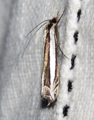 Angustalius malacellus