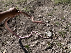 Masticophis flagellum testaceus