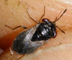 Geocoris