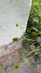 Rudbeckia laciniata