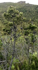 Widdringtonia nodiflora