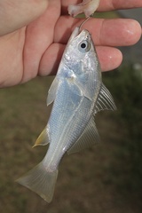 Bairdiella chrysoura