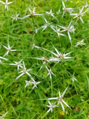 Rhynchospora nervosa