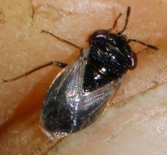 Geocoris