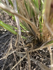 Litoria nasuta