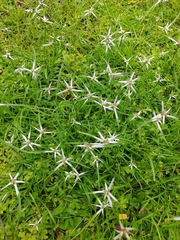 Rhynchospora nervosa