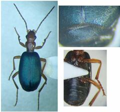 Brachinus crepitans