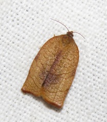 Cacoecimorpha pronubana