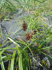 Carex macrocephala