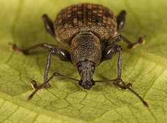 Otiorhynchus armadillo