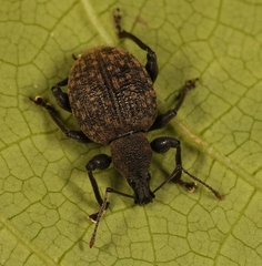 Otiorhynchus armadillo