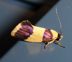 Telecrates laetiorella