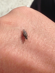 Helcomyzidae