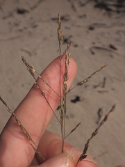 Sporobolus cryptandrus