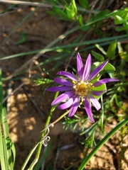 Symphyotrichum pratense