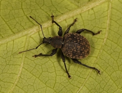 Otiorhynchus armadillo