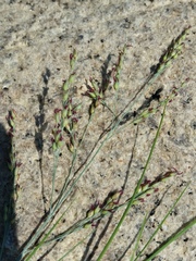 Panicum amarum amarulum