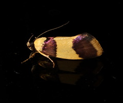 Telecrates laetiorella