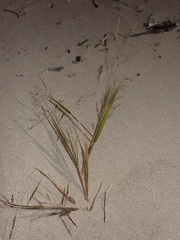 Sporobolus cryptandrus