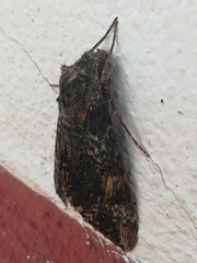 Isognathus rimosa