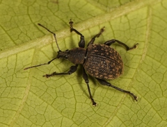 Otiorhynchus armadillo