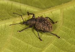 Otiorhynchus armadillo