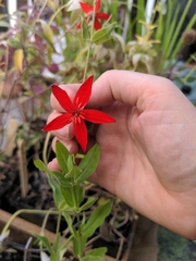 Silene regia
