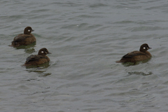 Histrionicus histrionicus