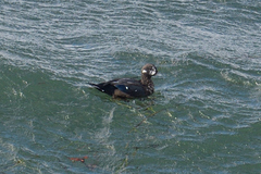 Histrionicus histrionicus