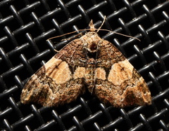 Chrysolarentia phaedra