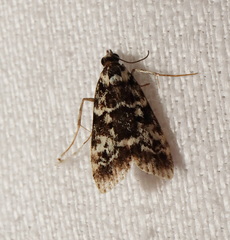 Scoparia exhibitalis
