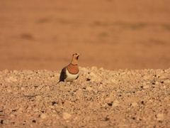 Pterocles alchata