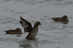 Histrionicus histrionicus